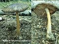 Pluteus brunneoradiatus-amf1482